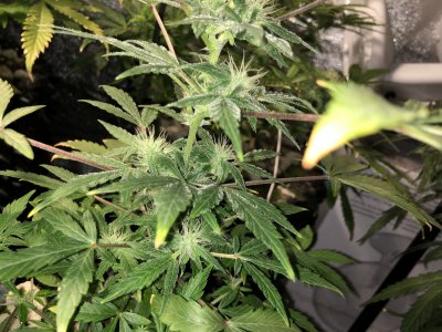 IMG_7656.JPG IMG_7656.JPG