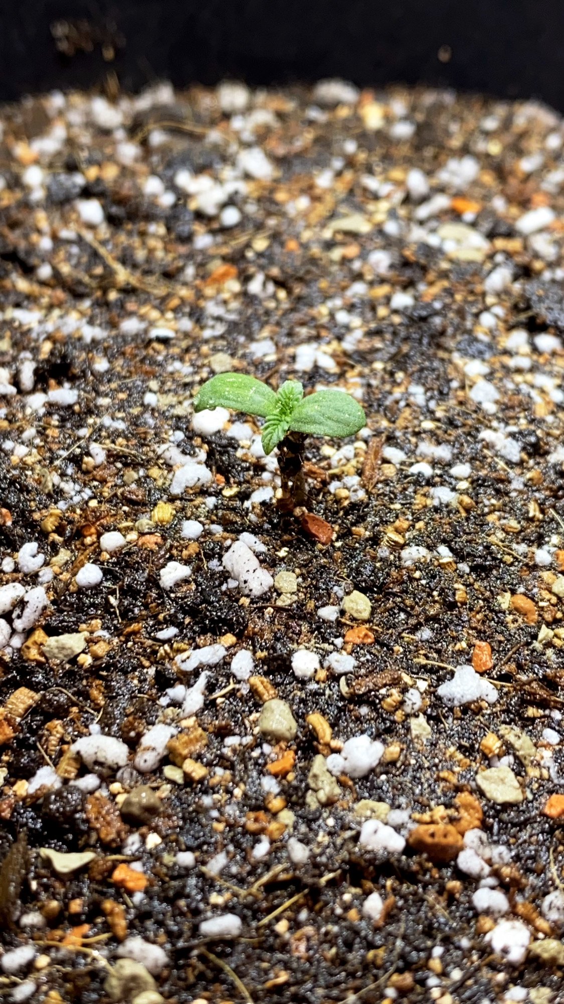 F5940555-11FB-4DBE-86B1-5B598F6B4B6C.jpeg F5940555-11FB-4DBE-86B1-5B598F6B4B6C.jpeg