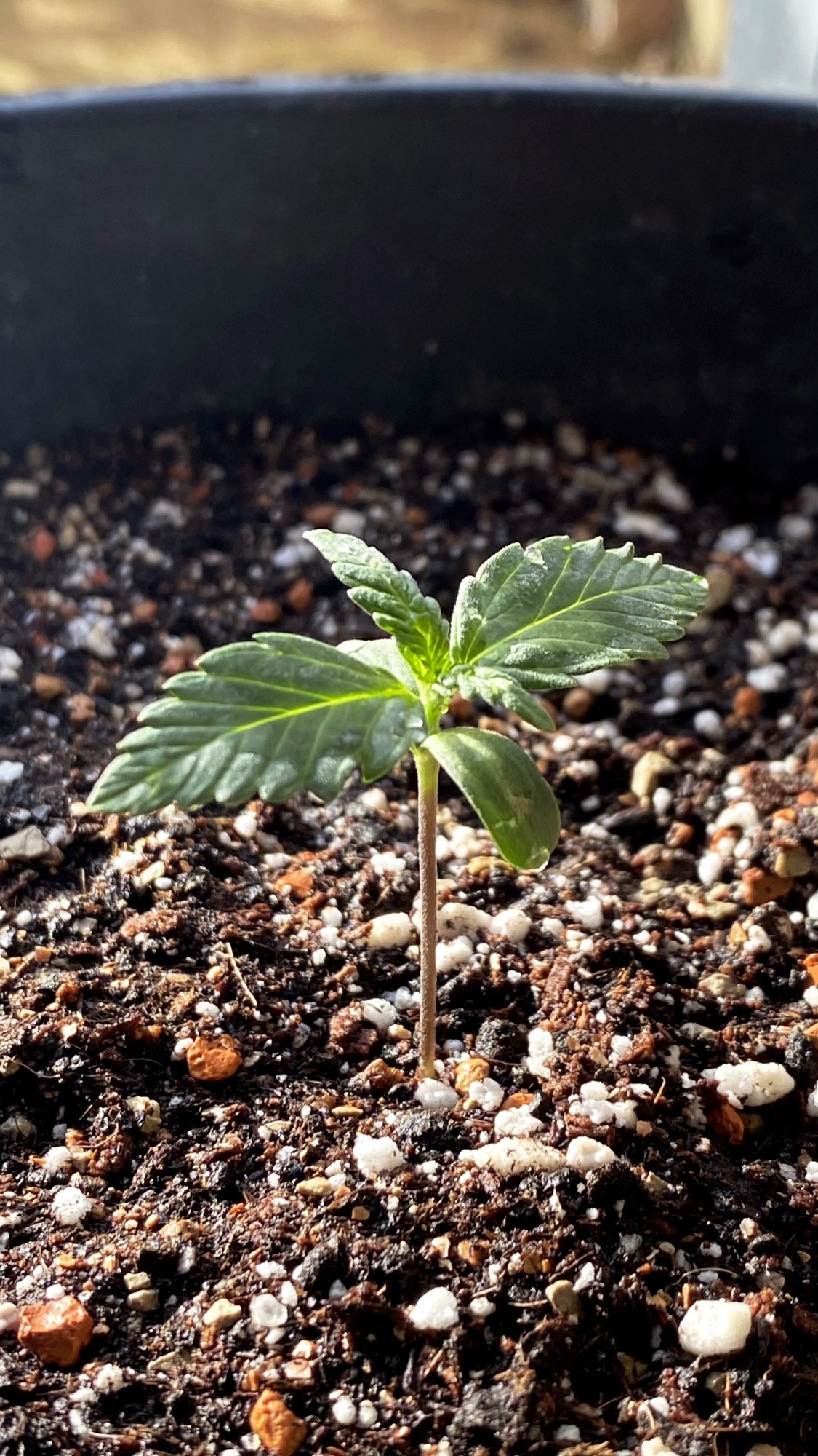 C18E4F63-F676-4944-9FBE-C30C769EFA99.jpeg C18E4F63-F676-4944-9FBE-C30C769EFA99.jpeg