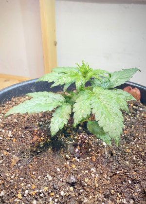 732FFB30-8F39-49BF-B356-8075CB02390D.jpeg 732FFB30-8F39-49BF-B356-8075CB02390D.jpeg