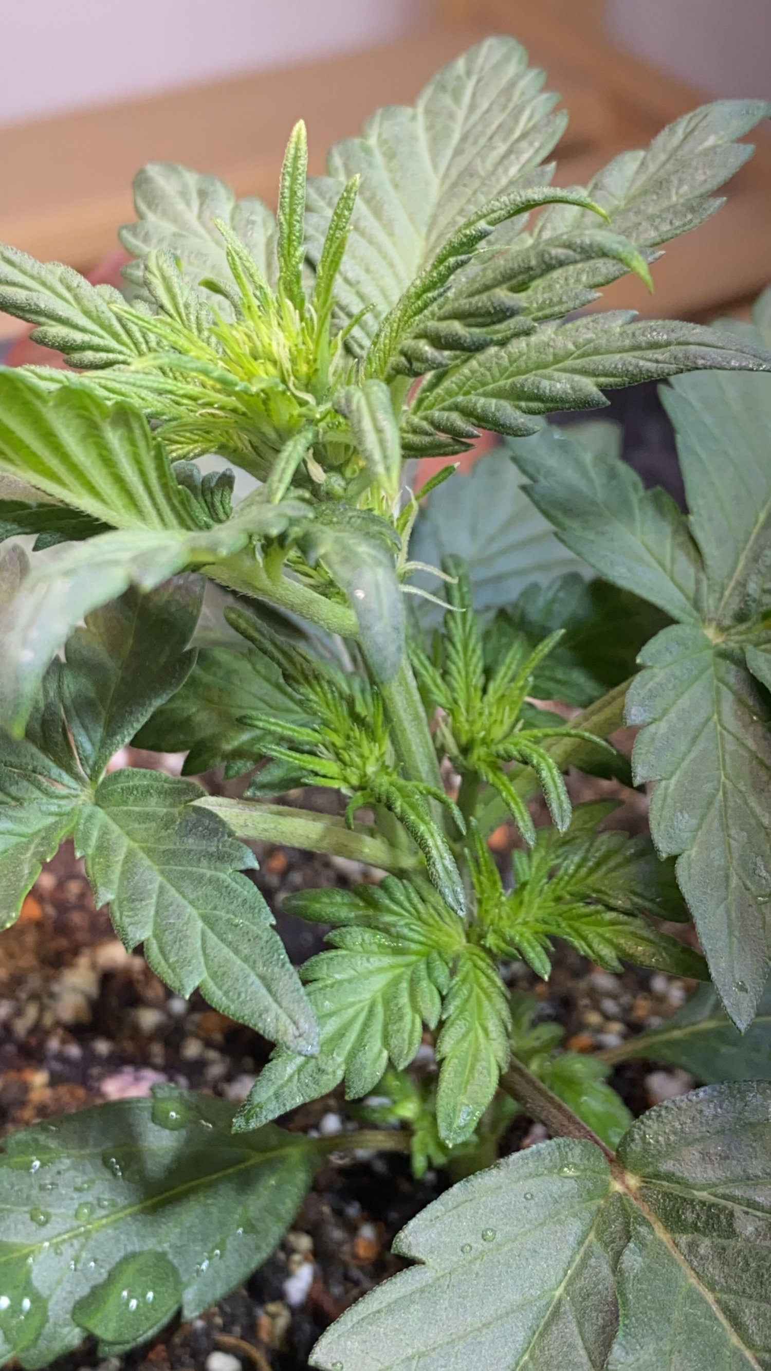 61D9E1A6-E2D4-4739-8D32-1946FB0A42C9.jpeg 61D9E1A6-E2D4-4739-8D32-1946FB0A42C9.jpeg