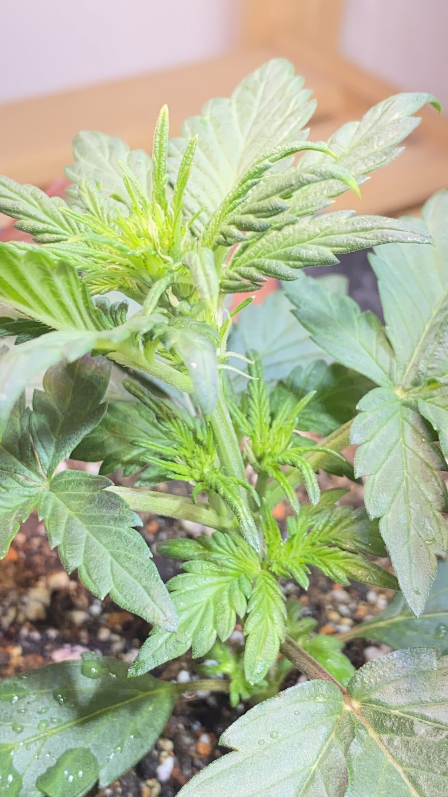 F2B43F15-00B3-4C93-BF5E-06161FC2208C.jpeg F2B43F15-00B3-4C93-BF5E-06161FC2208C.jpeg