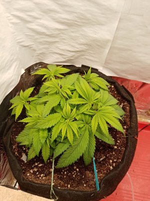 IMG_20221226_211805.jpg IMG_20221226_211805.jpg