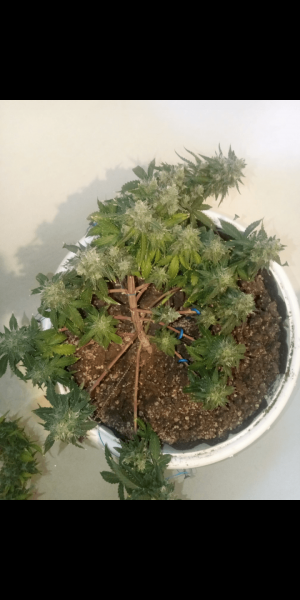 Screenshot_20230120-111148.png Screenshot_20230120-111148.png