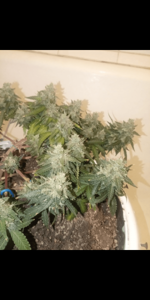 Screenshot_20230120-111216.png Screenshot_20230120-111216.png