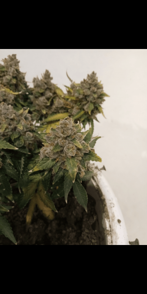 Screenshot_20230120-115931.png Screenshot_20230120-115931.png