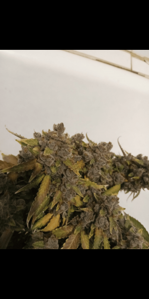 Screenshot_20230120-115937.png Screenshot_20230120-115937.png