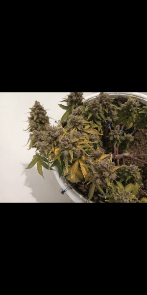 Screenshot_20230120-115927.png Screenshot_20230120-115927.png