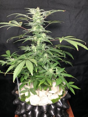 IMG_7689.JPG IMG_7689.JPG