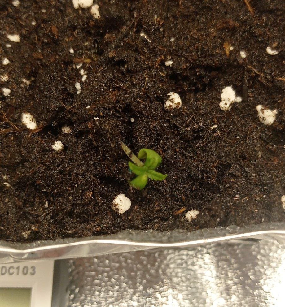 IMG_20230126_002653_731.jpg IMG_20230126_002653_731.jpg