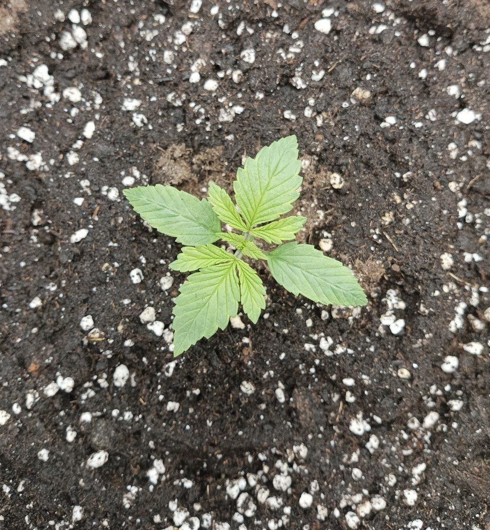 IMG_20230126_002713_278.jpg IMG_20230126_002713_278.jpg