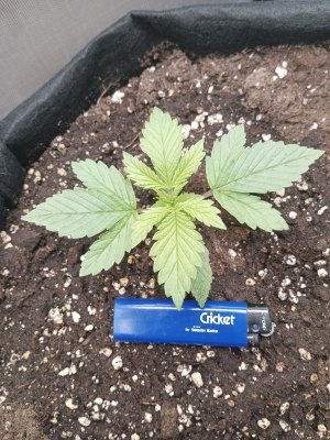 IMG_20230127_105553_341.jpg IMG_20230127_105553_341.jpg