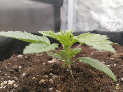 IMG_20230127_105610_059.jpg IMG_20230127_105610_059.jpg