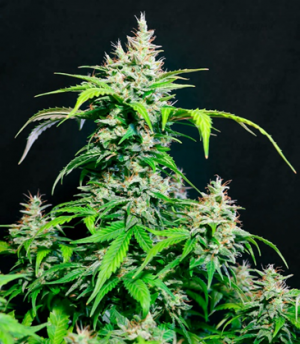 1674846422248.png 1674846422248.png