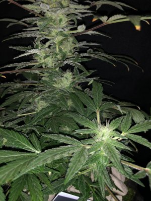 IMG_7722.JPG IMG_7722.JPG