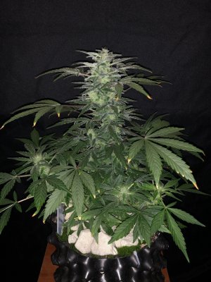 IMG_7719.JPG IMG_7719.JPG