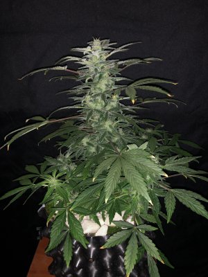 IMG_7718.JPG IMG_7718.JPG