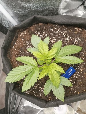 IMG_20230130_132850_809.jpg IMG_20230130_132850_809.jpg