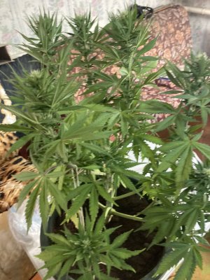 C2F8C6EF-4AEB-40DB-87C8-5844F03EF90A.jpeg C2F8C6EF-4AEB-40DB-87C8-5844F03EF90A.jpeg