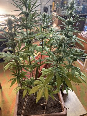 B5E720CF-191A-45E0-9E4C-F635BC4976B5.jpeg B5E720CF-191A-45E0-9E4C-F635BC4976B5.jpeg