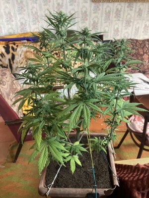 9110EC7C-BB50-44CF-B0B4-A3E029F21B58.jpeg 9110EC7C-BB50-44CF-B0B4-A3E029F21B58.jpeg