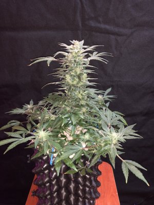 IMG_7792.JPG IMG_7792.JPG