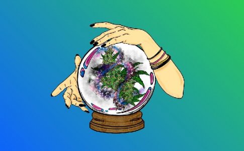 Когда переводить коноплю из стадии вегетации в цветение Когда переводить коноплю из стадии вегетации в цветение