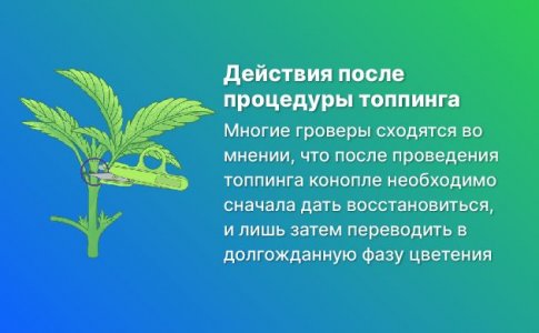 Можно ли переводить коноплю в цветение сразу после топпинга? Можно ли переводить коноплю в цветение сразу после топпинга?