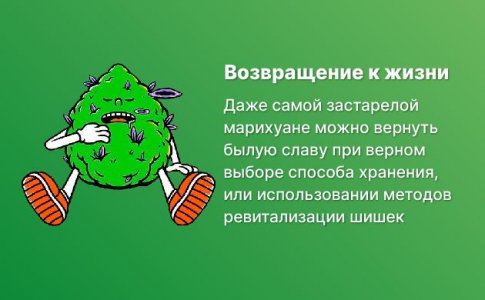 Как поддержать качество шишек