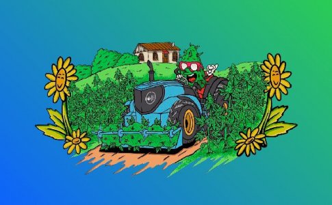 Созревание шишек конопли и появление сенсимильи