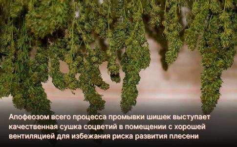 Уделите особое внимание сушке урожая Уделите особое внимание сушке урожая