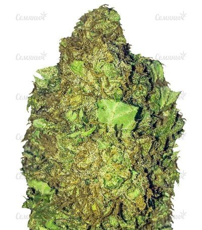 sort_Short__Sweet_Auto.jpg sort_Short__Sweet_Auto.jpg