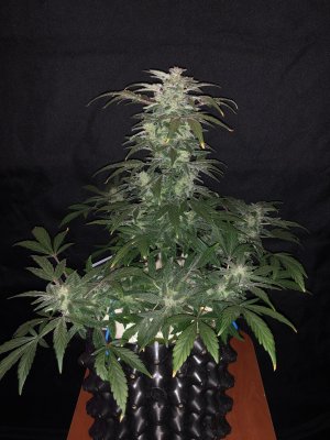 IMG_7837.JPG IMG_7837.JPG