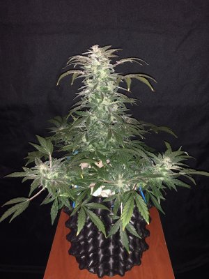 IMG_7835.JPG IMG_7835.JPG