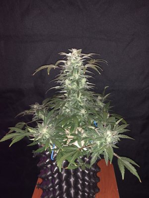 IMG_7834.JPG IMG_7834.JPG