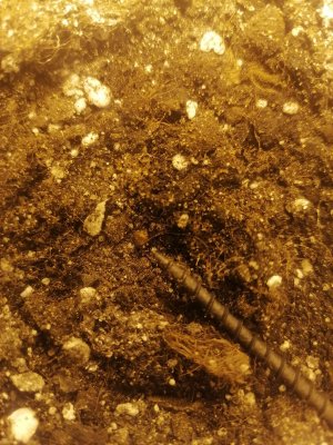 IMG_20230210_085310.jpg IMG_20230210_085310.jpg