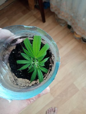 IMG_20230212_105403.jpg IMG_20230212_105403.jpg