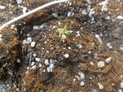 IMG_20230212_124553.jpg IMG_20230212_124553.jpg