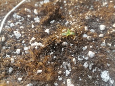 IMG_20230212_161544.jpg IMG_20230212_161544.jpg