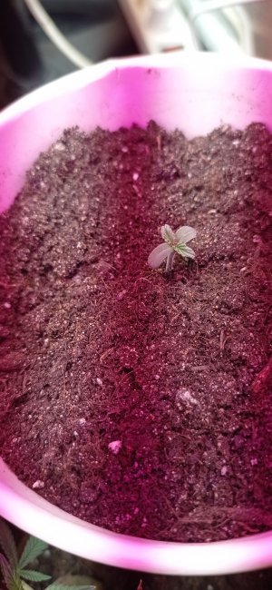 IMG_20230210_173401.jpg IMG_20230210_173401.jpg