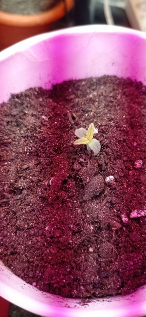 IMG_20230210_173355.jpg IMG_20230210_173355.jpg