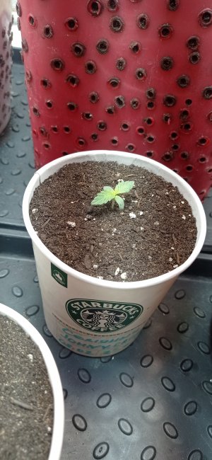 IMG_20230212_222616.jpg IMG_20230212_222616.jpg