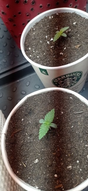 IMG_20230212_222555.jpg IMG_20230212_222555.jpg