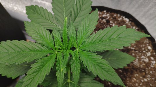 IMG_20230212_180133.jpg IMG_20230212_180133.jpg