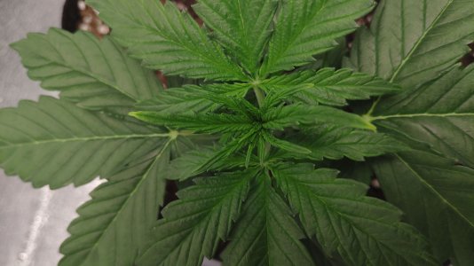 IMG_20230212_180128.jpg IMG_20230212_180128.jpg