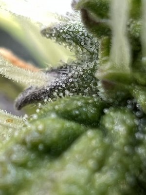 D85F75BE-DC06-4651-BCF1-1450B14CB208.jpeg D85F75BE-DC06-4651-BCF1-1450B14CB208.jpeg