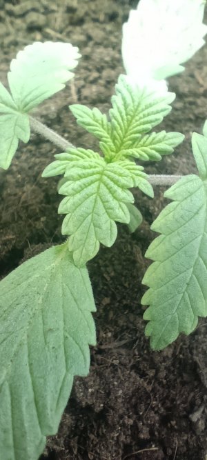 IMG_20230216_114906.jpg IMG_20230216_114906.jpg