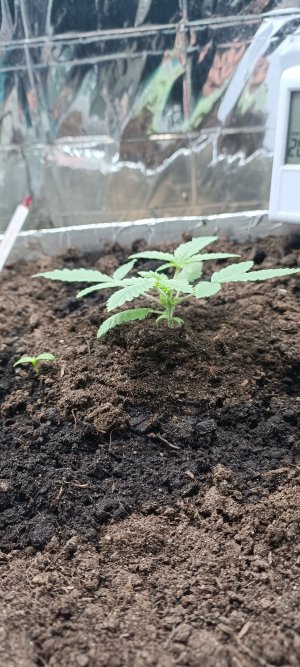 IMG_20230219_084741.jpg IMG_20230219_084741.jpg