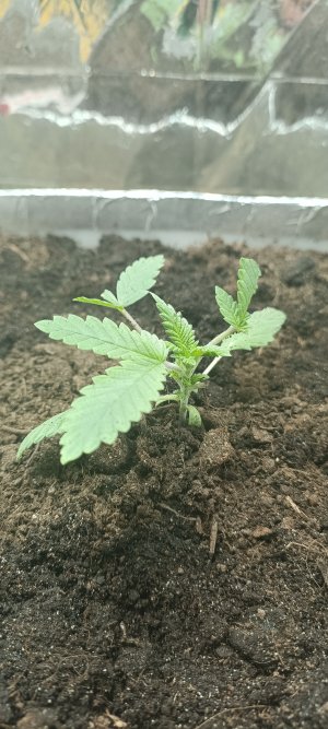 IMG_20230219_163557.jpg IMG_20230219_163557.jpg