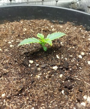 Screenshot_2023-02-21-16-46-11-019_com.miui.gallery-edit.jpg Screenshot_2023-02-21-16-46-11-019_com.miui.gallery-edit.jpg